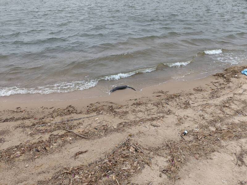 金門太湖發現水獺屍體 (圖)