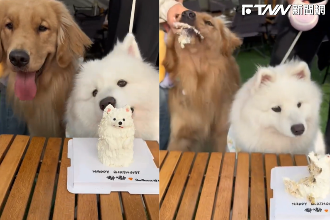 生日蛋糕才吃一口！  下秒金毛「整顆叼走」　薩摩耶淡定反應網讚：情緒超穩定
